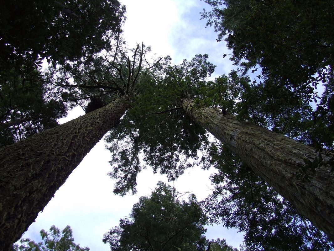 Вид снизу на деревья в парке Редвуд